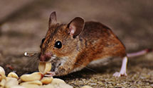 24 Hour & Emergency Exterminators in Aliceville, AL